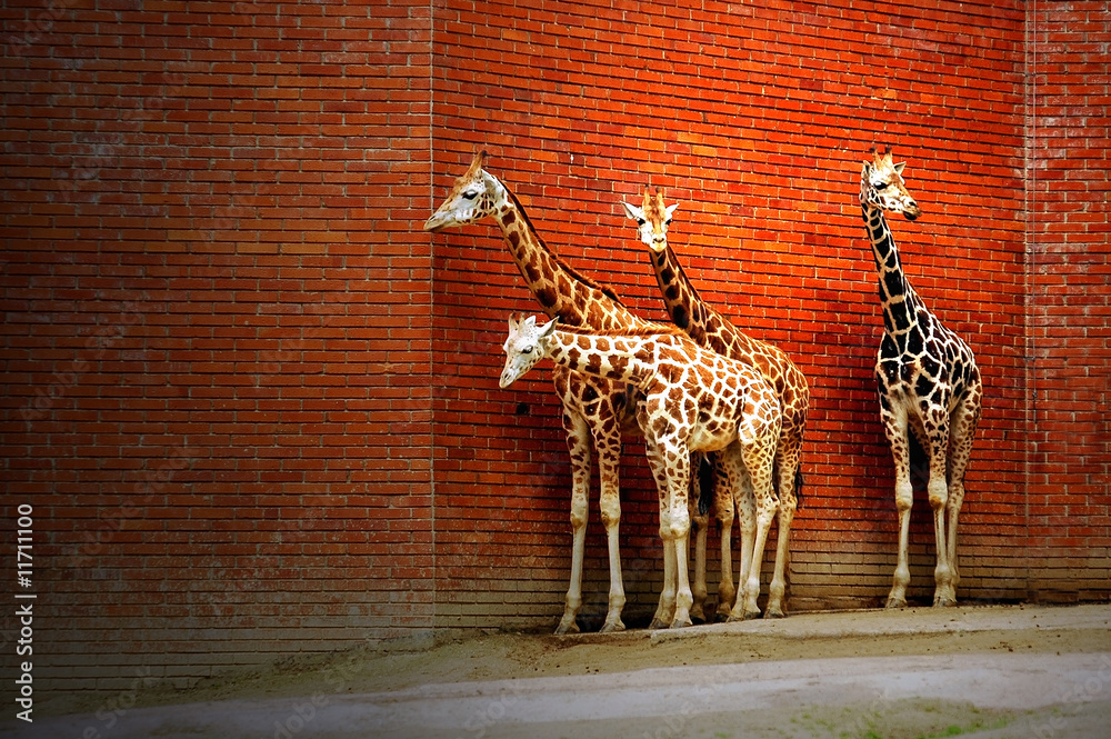 Four giraffes near the wall - obrazy, fototapety, plakaty 