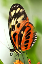 Large Tiger Butterfly