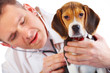 © Monika Wisniewska - Veterinarian doctor and a beagle puppy