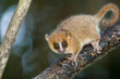 Grey Mouse Lemur (microcebus murinus)