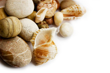Sea Shells Collection