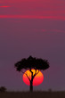 African sunset in Masai Mara, Kenya