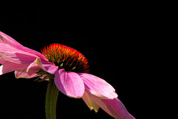 Poster - Sonnenhut Purpur - Purple Coneflower 18