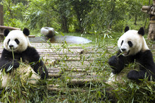 Panda Feeding In Chengdu Zoo, China