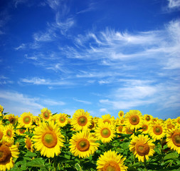 Fotomurales - sunflower field