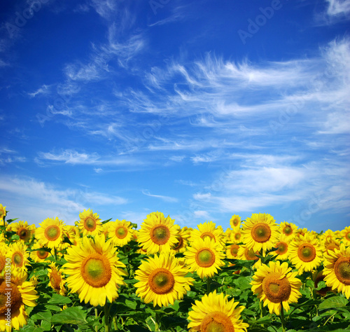 Jalousie-Rollo - sunflower field (von Pakhnyushchyy)