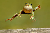 Fototapeta Tęcza - Frog