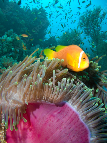 Nowoczesny obraz na płótnie Damselfish and anemone