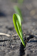 © AZP Worldwide - A seedling of corn breaks through a crack in a farmer's field