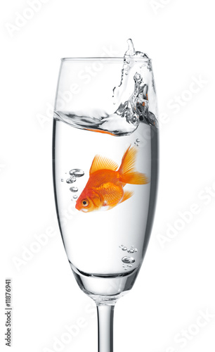 Fototapeta na wymiar goldfish jumped into a glass