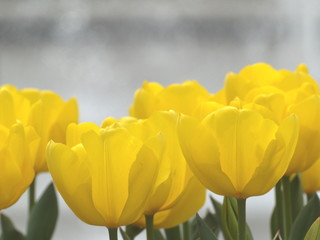 Foto zasłona kwiat tulipan miękki światło
