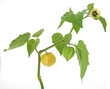 Zweig mit Physalis-Blüte und Frucht/physalis fruit and bloom