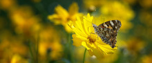 Painted Lady Butterfly On Mums