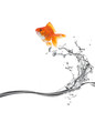 canvas print picture - goldfish jump
