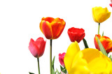 Fototapeta Tulipany - Tulips of various colors isolated on white