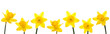 Daffodil Line