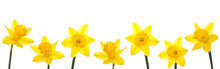 Daffodil Line