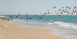seabirds on Mauritania's beach