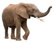Leinwandbild Motiv African Elephant Isolated on White