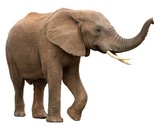 Fototapeta Konie - African Elephant Isolated on White