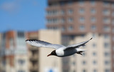Fototapeta Łazienka - seagull in flight