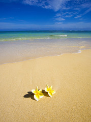 plumeria blossoms lie on white sand by the tropical pacific