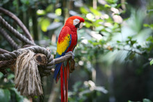 Parrot Macaw In Nature