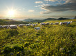 shepherd with dog and sheep that graze in flowered field at sunr