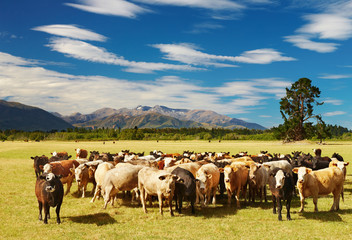 Wall Mural - Grazing cows