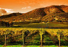 Rows Of Grape Vines In Vineyard At Sunset
