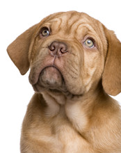 Dogue De Bordeaux Puppy (2 Months)