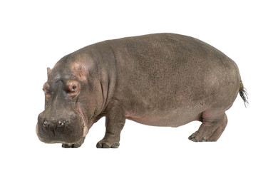hippopotamus - hippopotamus amphibius ( 30 years)