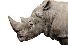 White Rhinoceros - Ceratotherium Simum (  /- 10 Years)