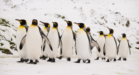 king penguins marching