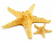 © Serhiy Shullye - Two starfishes (small and big) isolated
