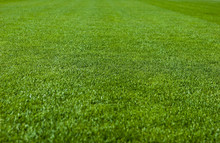 Green Grass Soccer Field