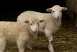 Easter lamb twins in barn