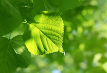 Fresh Green Spring Leaves Glowing In Sunlight