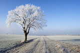 Fototapeta Miasto - beautiful frozen tree in winter
