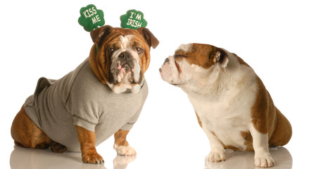 Wall Mural - St. Patricks Day bulldogs sharing a little Irish love