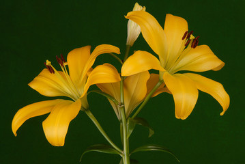 Yellow lilies on green background