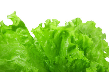 Lettuce