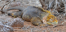 Land Galapagos Iguana Is Sleeping After Breakfast