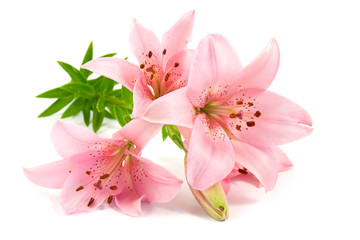 Lilies isolated on white background