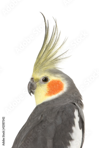 Naklejka - mata magnetyczna na lodówkę Cockatiel - Nymphicus hollandicus