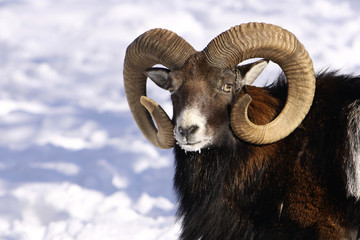 detail head with antlers mouflon in winter on snow
