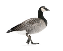 Mixed-Breed Goose Between Canada Goose And Barnacle Goose  ( /-