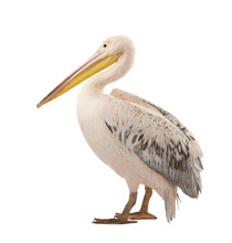 White Pelican - Pelecanus Onocrotalus (18 Months)