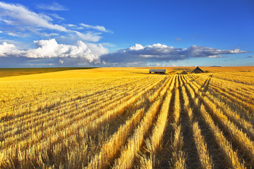 Poster - Huge fields after a harvest