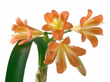 Clivia Plant Weith Orange Pretty Flowers